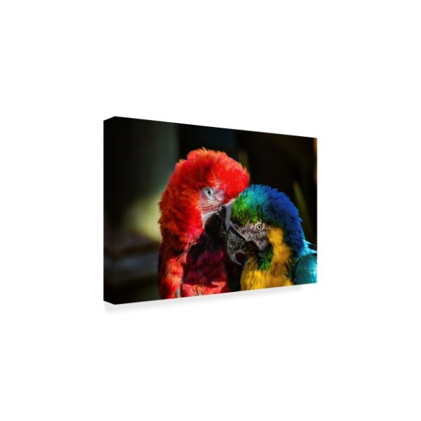 Pixie Pics 'Colorful Macaw Couple' Canvas Art,12x19